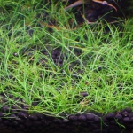植栽から230日目　ヘアーグラスショート